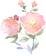 Blume - rosa